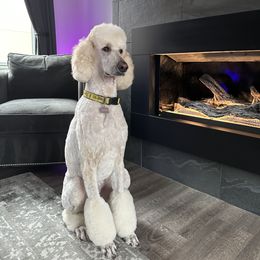 Poodle All Grown Up from Patch of Pines