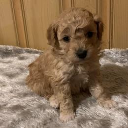 Sparky - Apricot male Poodle puppy in Haddam, Kansas from Golden B Acres