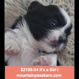 AKC tiny Jackie - Black and white female Shih Tzu puppy in Troutville, Virginia from Mountain Pass Barn