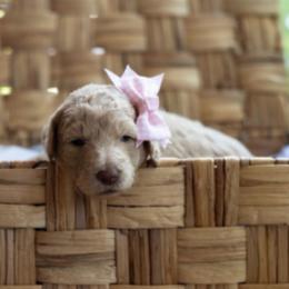 Primrose - Cream female Labradoodle puppy in Stamford, Connecticut from Doodles of CT