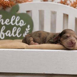 Nora - Dapple female Dachshund puppy in Goodyear, Arizona from D&C Royal Dachshunds LLC