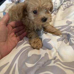 Boy 2 - Red male Maltipoo puppy in Brooksville, Florida from DeVall Maltipoos