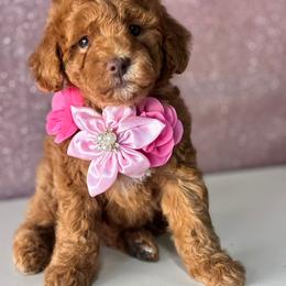 Barbie - Red female Maltipoo puppy in San Diego, California from Maltipoos SD