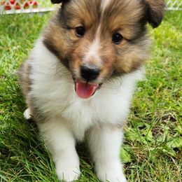 Shetland Sheepdog Puppies from Triple S Shelties
