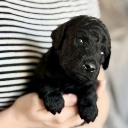 Aprilia - Black female Goldendoodle puppy in Dayton, Ohio from Perks Court Doodles