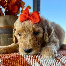 Shell - Apricot female Goldendoodle puppy in Wyandotte, Oklahoma from Goldendoodles of NE OK