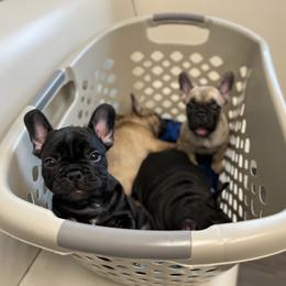 French Bulldog Puppies from Stratton Kennel