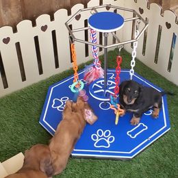 Dachshund Puppies from Heart 2 Heart Puppies