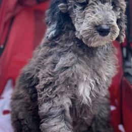 Goldendoodles from J & M Stables