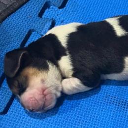 Female black and white (Hope) - Black and white female Basset Hound puppy in Oviedo, Florida from Boss Farms