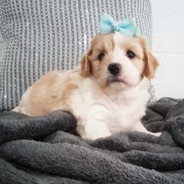 Milli - Tan and white female Cavachon puppy in Millersburg, Ohio from My Furry Friends