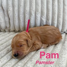 Goldendoodle Puppies from Double the Doodles