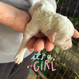 Aloha - Parti female Goldendoodle puppy in Willits, California from Big Island Goldendoodles