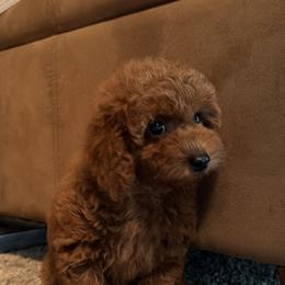 Poodle Puppies from Orel Toy & Miniature Poodles