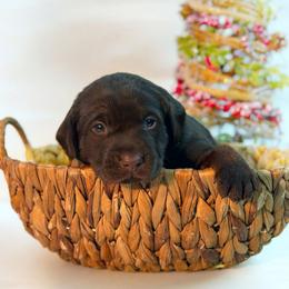 Dragonfly - Chocolate male Labrador Retriever puppy in Isle, Minnesota from Dog Ear Outfitters