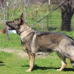 Riot - German Shepherd