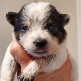 Girl 4 - Blue speckled female Australian Cattle Dog puppy in Lenoir, North Carolina from Blue Coyote Ranch