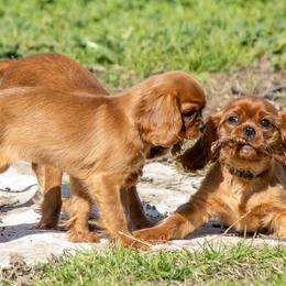 Cavalier King Charles Spaniels from Valley Cavaliers