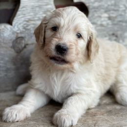 Aussiedoodles, Bernedoodles, and Poodles from Chris Krosschell's Bernedoodles