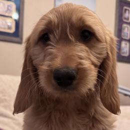 Goldendoodle Puppies from Golden Mesa Doodles