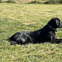 "Table Rock Sage" Labrador Retriever All Grown Up from Table Rock Retrievers