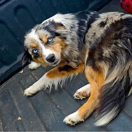 Nekton - Miniature Australian Shepherd