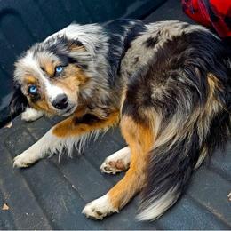 Nekton - Miniature Australian Shepherd