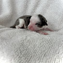 Lucchese - Blue merle female Aussiedoodle puppy in Clara City, Minnesota from Good Shepherd Aussiedoodles