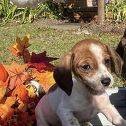 Dachshunds from BABS Lowriding Dachshunds