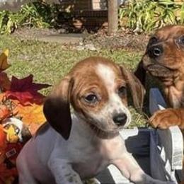 Dachshunds from BABS Lowriding Dachshunds