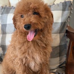 Girl 1 - Apricot female Goldendoodle puppy in Haleyville, Alabama from Susan’s Prefurred Doodles