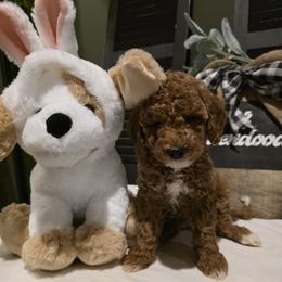 Bernedoodle, Goldendoodle, and Poodle Puppies from 4goldendoodles