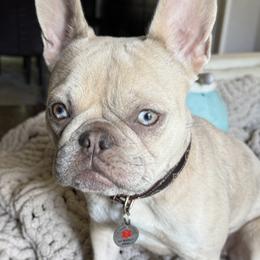 Brûlée - French Bulldog