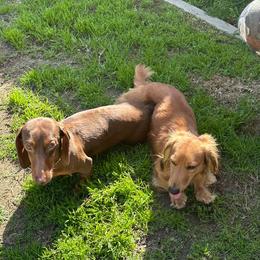 Dachshund puppies from Dingle’s Dog House