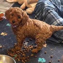Poppy - Red  female Goldendoodle puppy in Easley, South Carolina from Pawmetto Goldendoodles