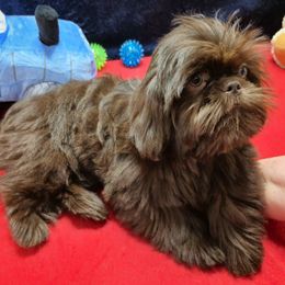 THOMAS - Chocolate male Shih Tzu puppy in Candler, North Carolina from Pup-Tzu WNC
