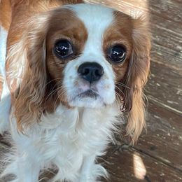 Penny - Cavalier King Charles Spaniel