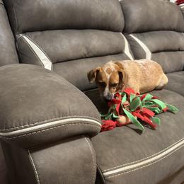 Penny - Beagle