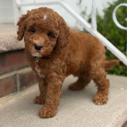 Denzel - Red  male Poodle puppy in Belleville, New Jersey from TK Poodles