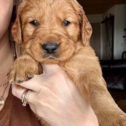 Boy 1 - Dark golden male Golden Retriever puppy in Post Falls, Idaho from Mountain View Goldens