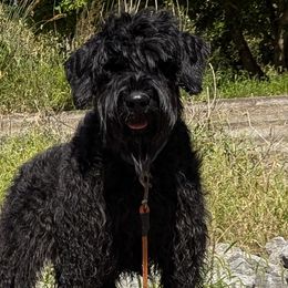 Kodi - Giant Schnauzer