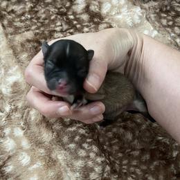 Little Sable Boy white markings - Orange sable male Pomeranian puppy in Kelso, Washington from Highlander Pomeranians