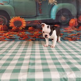 Girl 4 - Brindle and white female Boston Terrier puppy in Olanta, South Carolina from Julie's IHeart Boston Terrier's