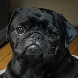 PIXIE - Pug