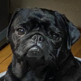 PIXIE - Pug