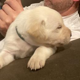 Labrador Retriever Puppies from Willow Kane Farm