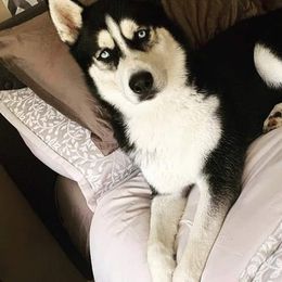 Siberian Huskies from Apple Country Huskies