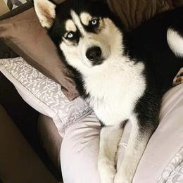 Siberian Huskies from Apple Country Huskies