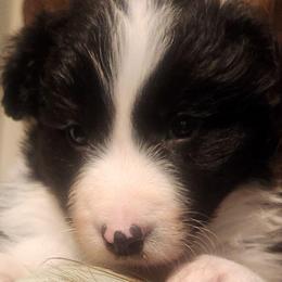 Blitzen - Black and white male Border Collie puppy in Powder Springs, Georgia from Snowbird Border Collies