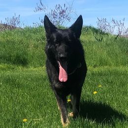 Indie - German Shepherd